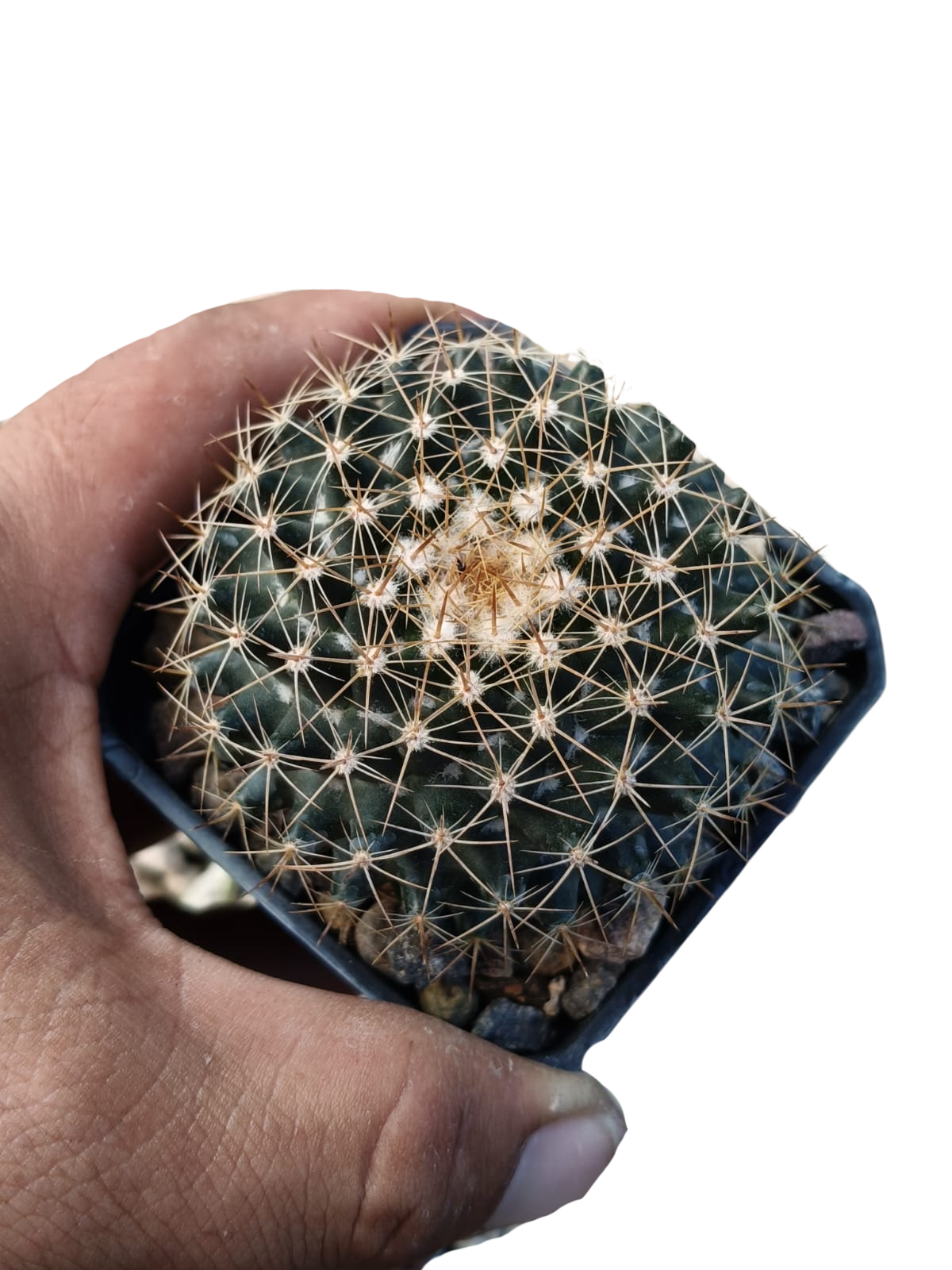 Cactus exótico Mammillaria heidery (2 pulgadas)