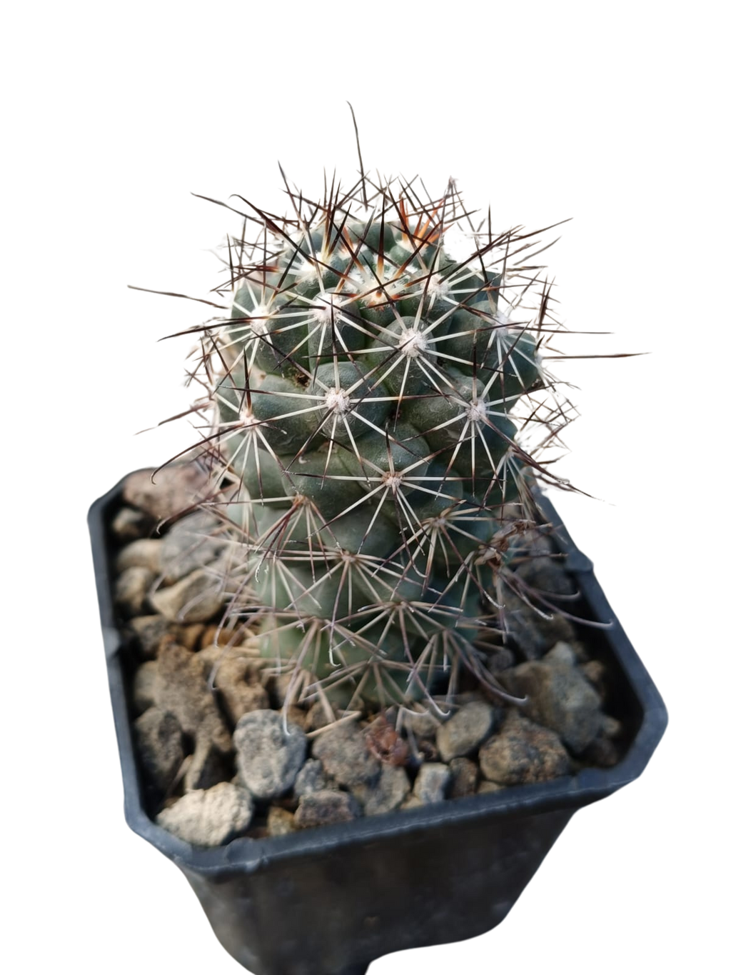 Cactus exótico Mammillaria shumanii (2 pulgadas)