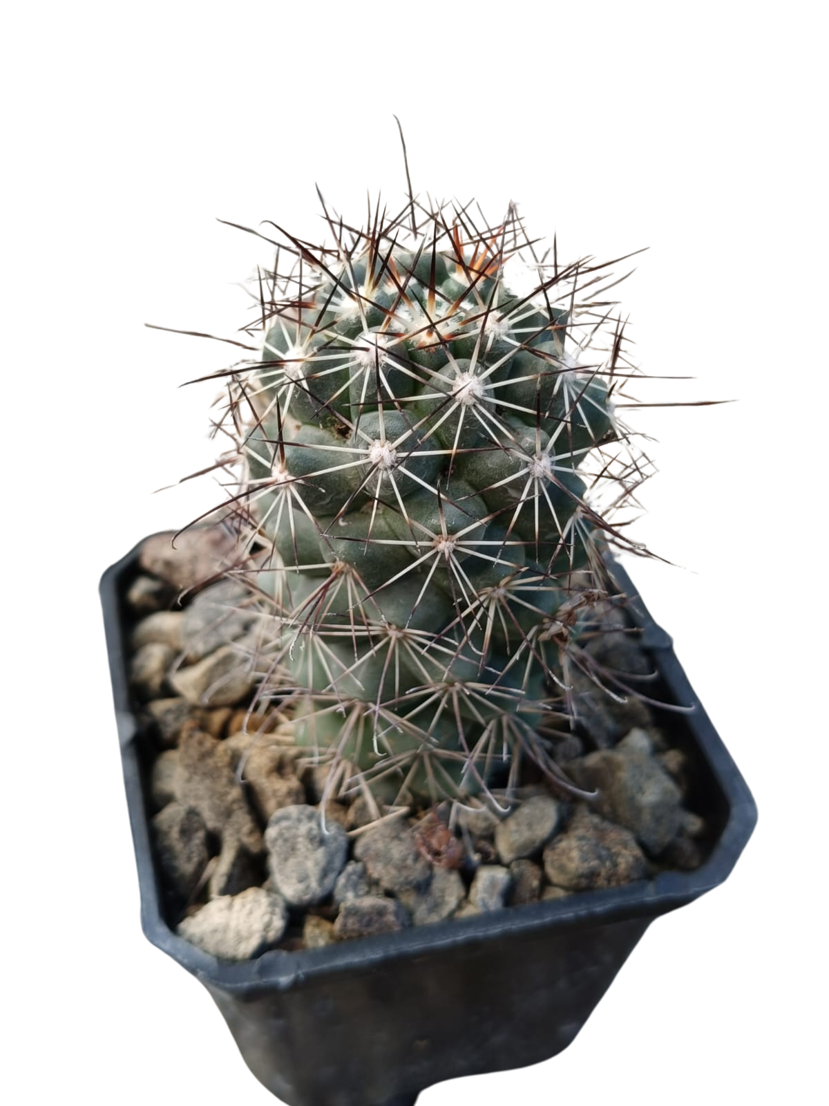 Cactus exótico Mammillaria shumanii (2 pulgadas)