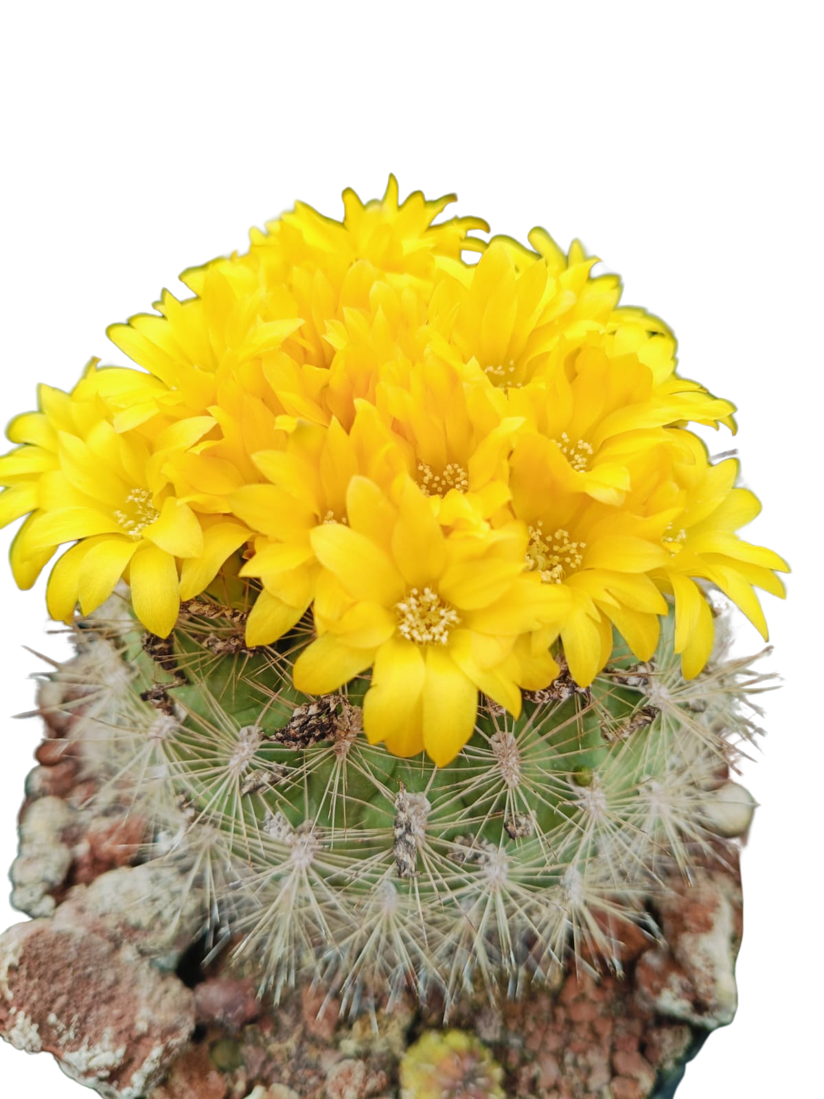 Cactus exótico Weingartia (2 pulgadas)