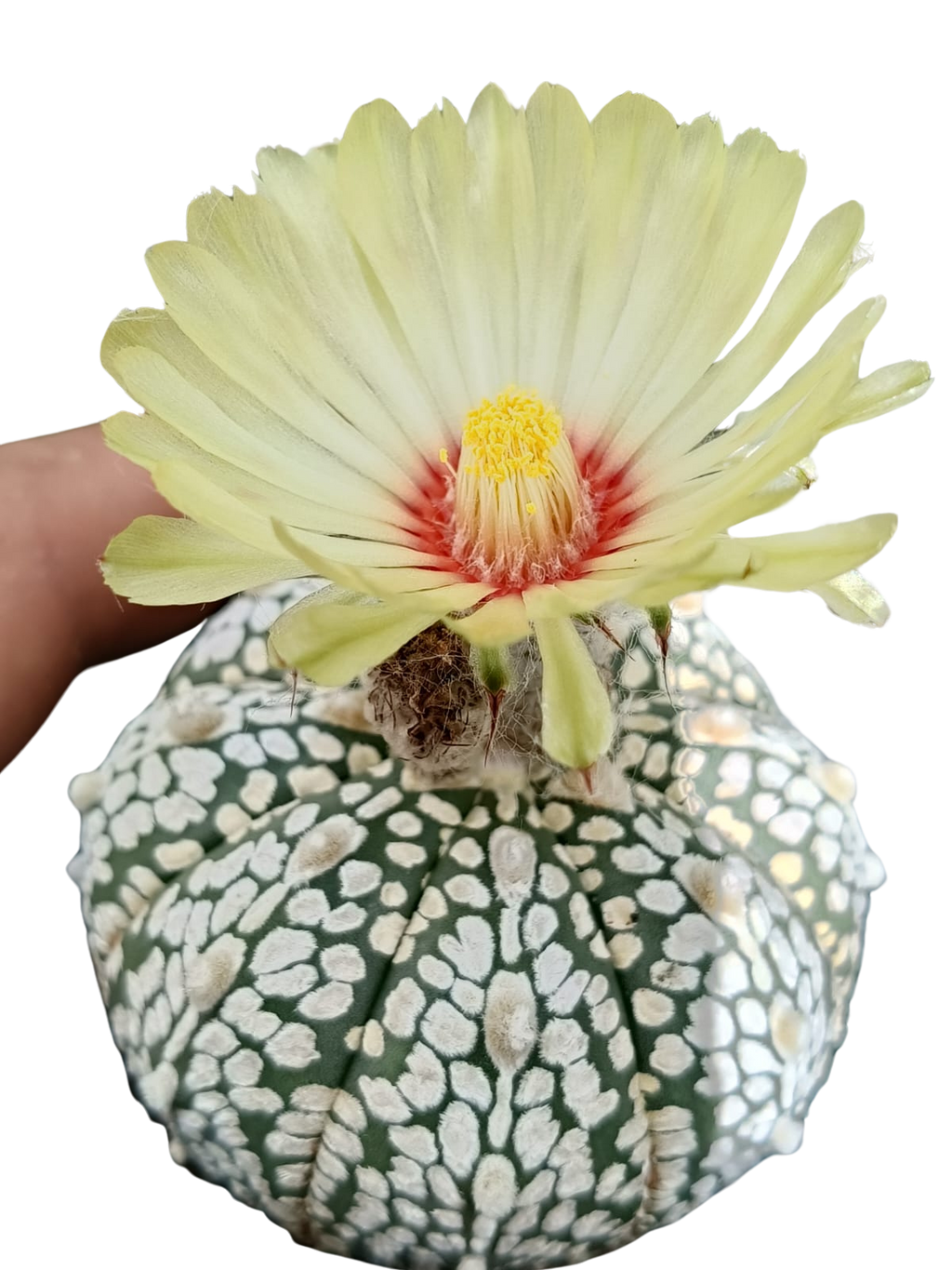 Cactus exótico Astrophytum asterias (2 pulgadas)