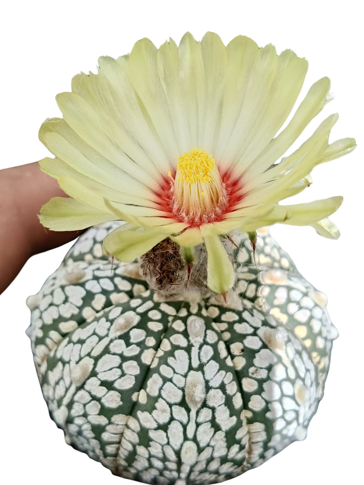 Cactus exótico Astrophytum asterias (2 pulgadas)