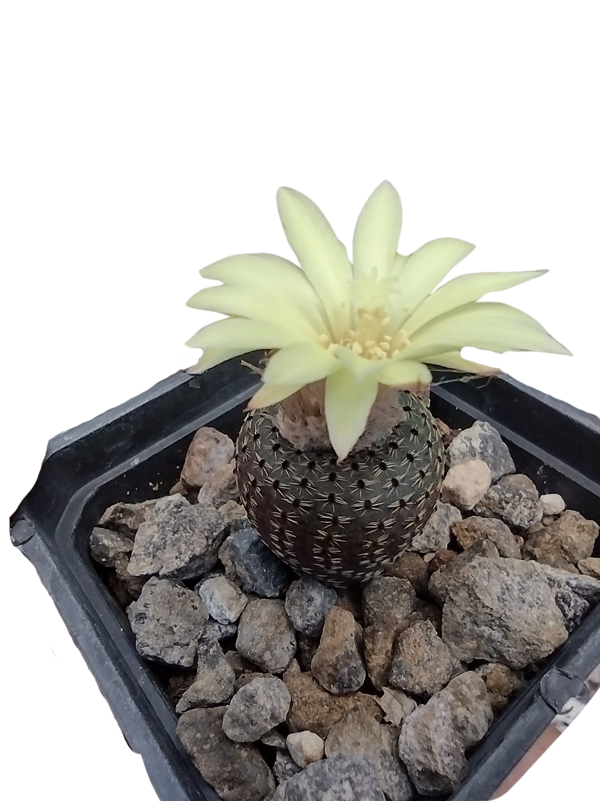 Cactus exótico Frailea fraodisca (2 pulgadas)