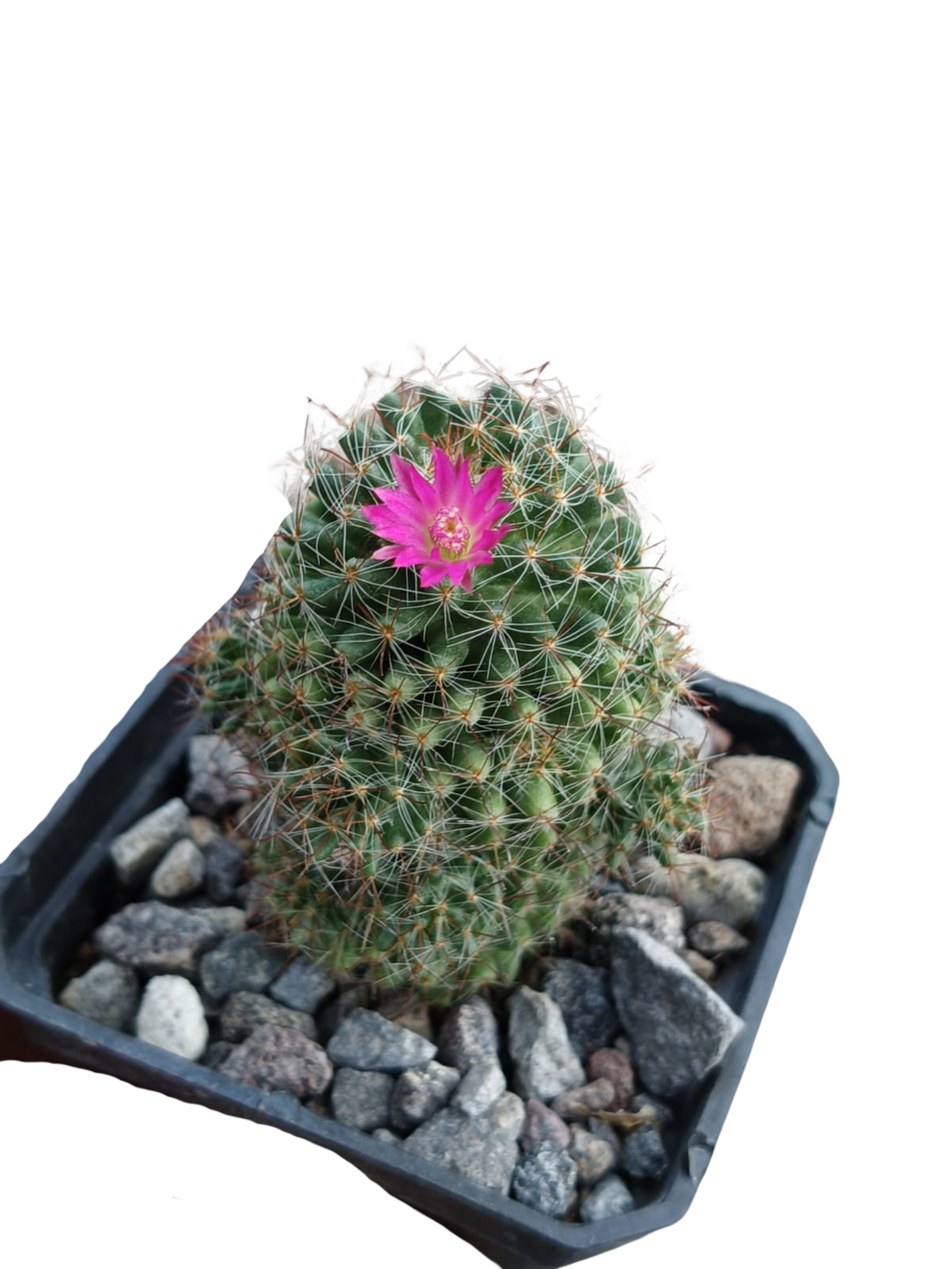 Cactus exótico Mammillaria zeilamaniana híbrida (2 pulgadas)