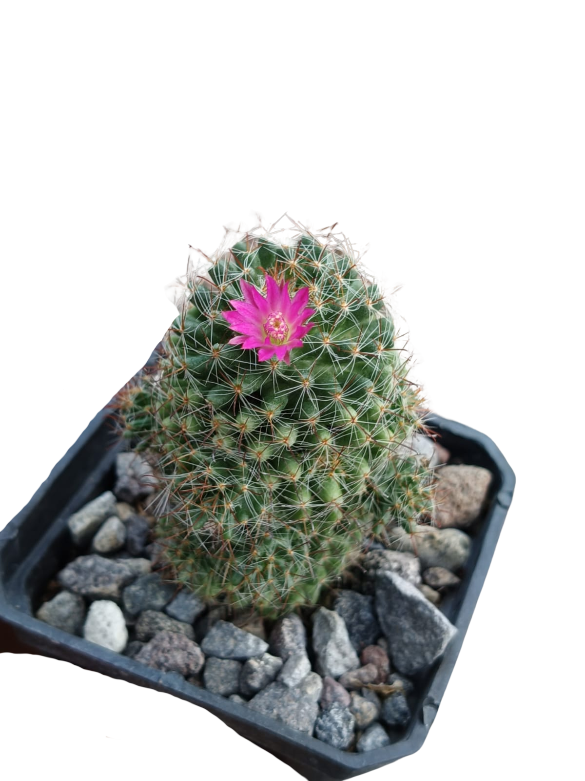 Cactus exótico Mammillaria zeilamaniana híbrida (2 pulgadas)
