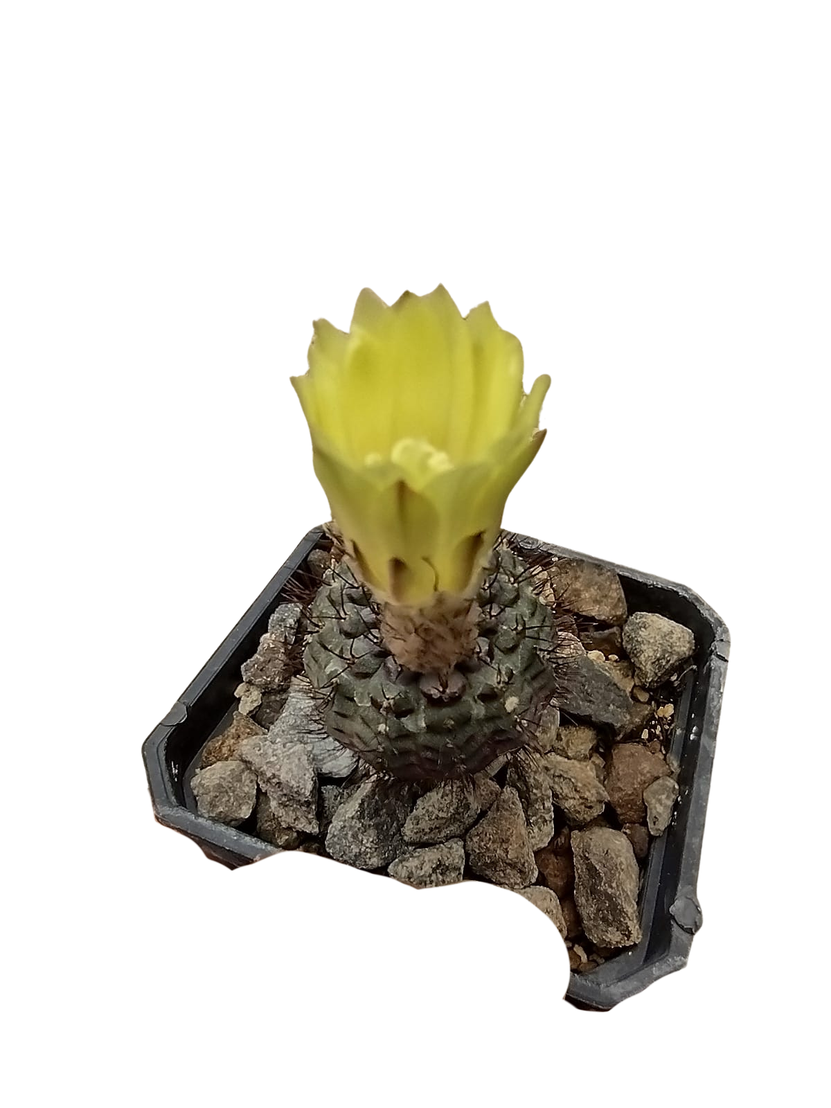 Cactus exótico Frailea angelensis (2 pulgadas)