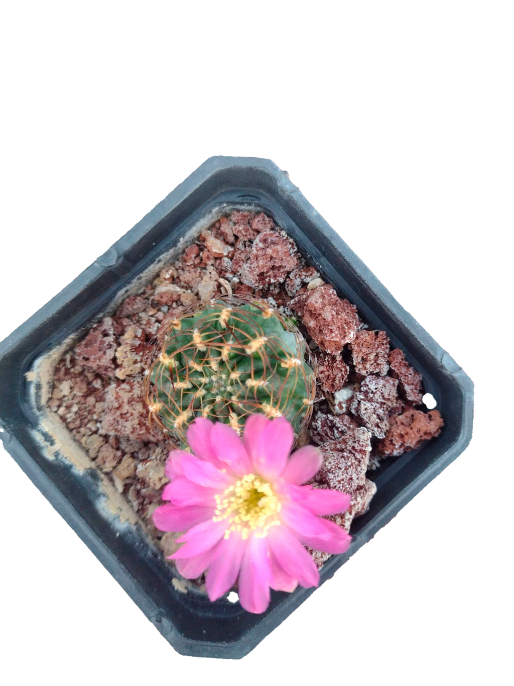 Cactus exótico Sulcorebutia tiraquensis (2 pulgadas)