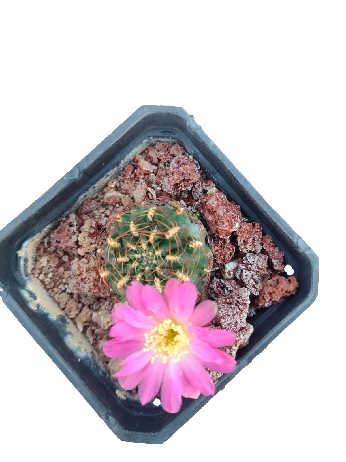 Cactus exótico Sulcorebutia tiraquensis (2 pulgadas)