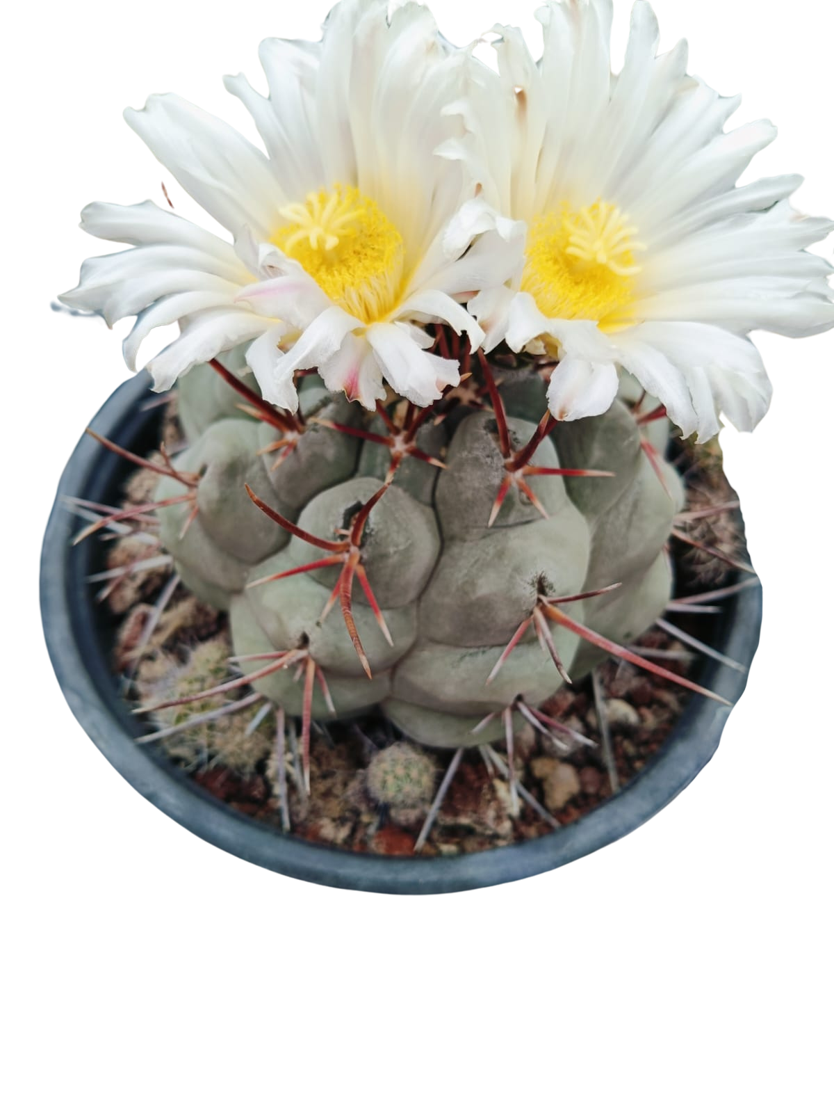 Cactus exótico Thelocactus exadropudus (2 pulgadas)