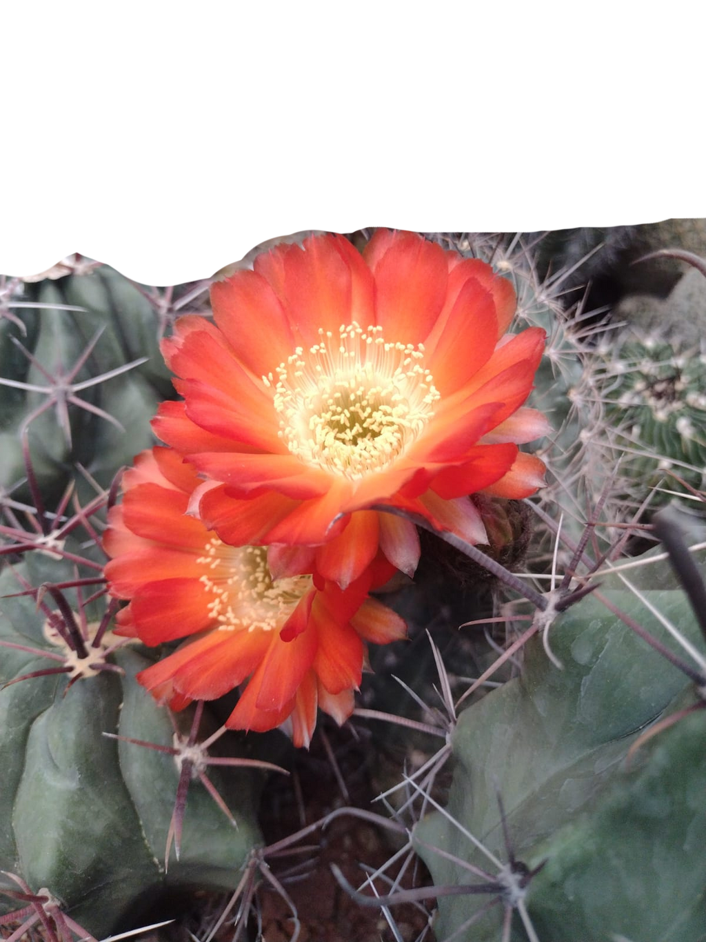 Cactus exótico Lobivia haemanthantha hualfinendis (2 pulgadas)