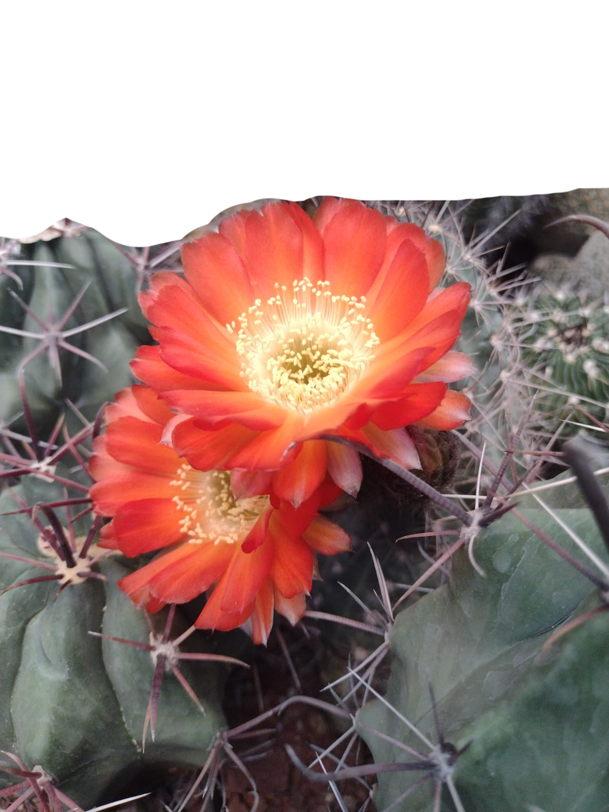 Cactus exótico Lobivia haemanthantha hualfinendis (2 pulgadas)