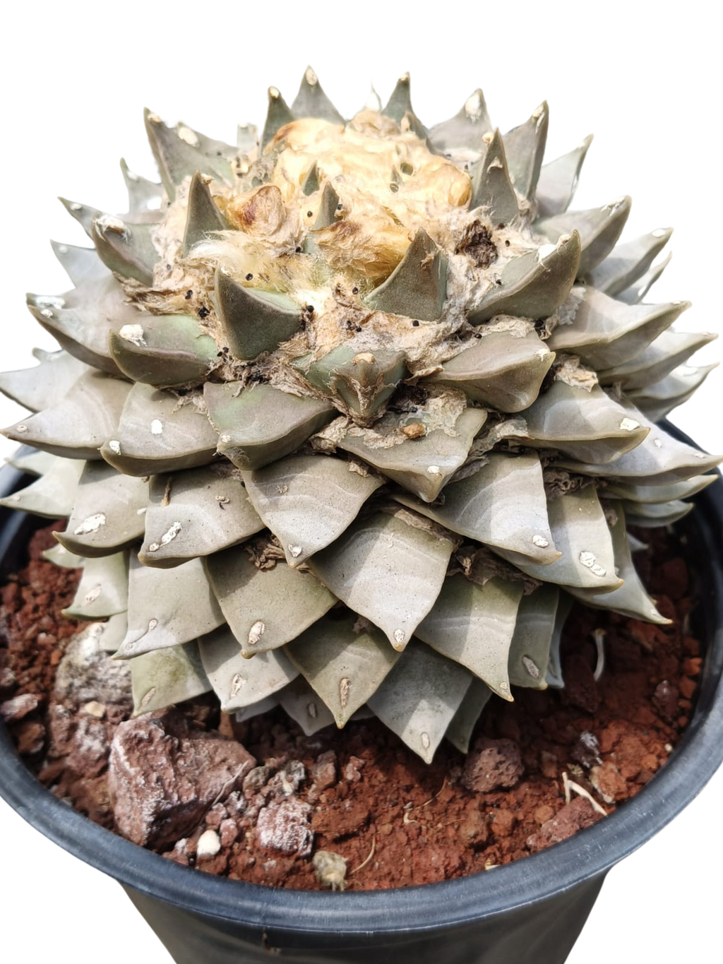 Cactus exótico Ariocarpus retusus (2 pulgadas)