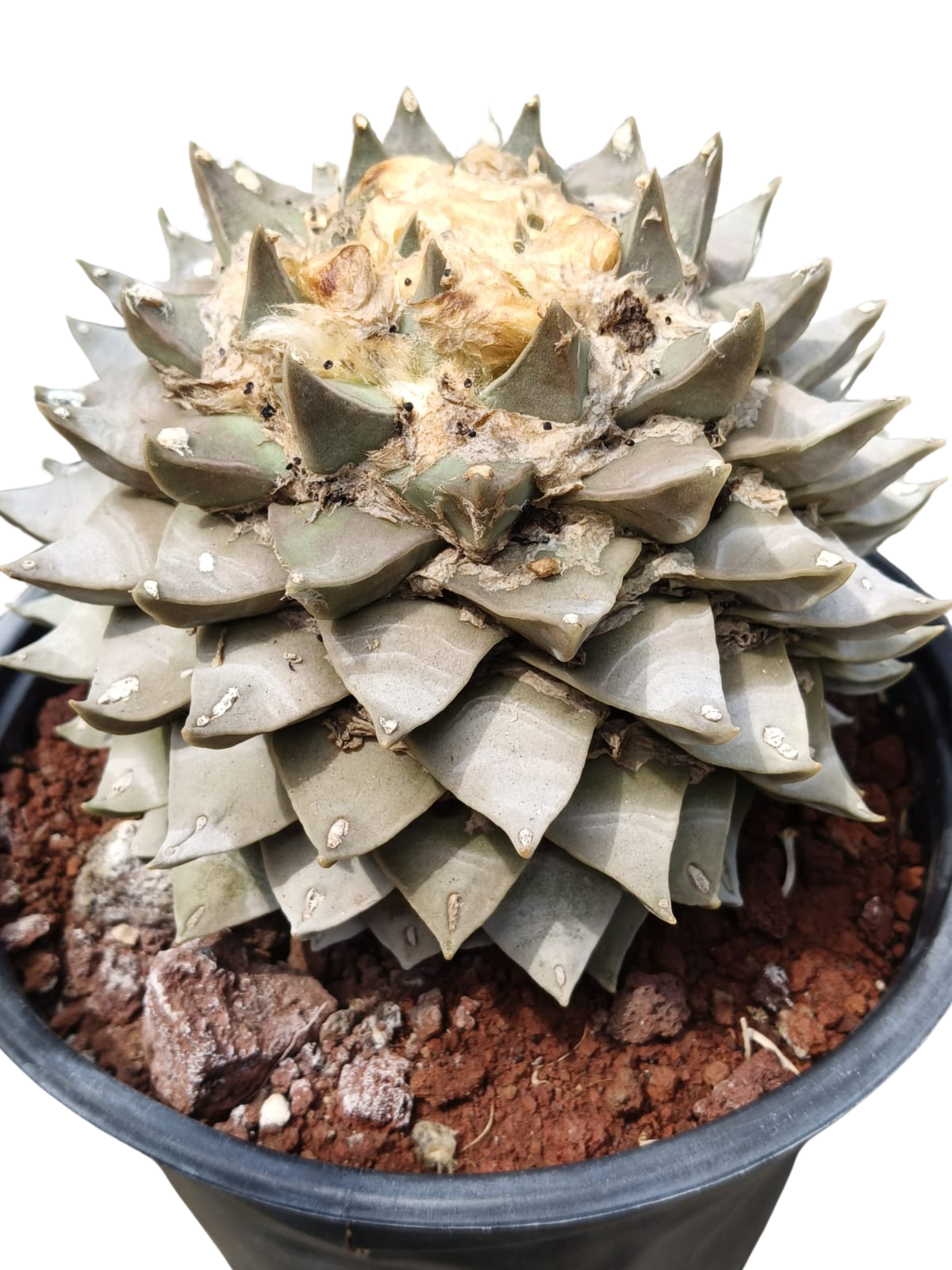 Cactus exótico Ariocarpus retusus (2 pulgadas)