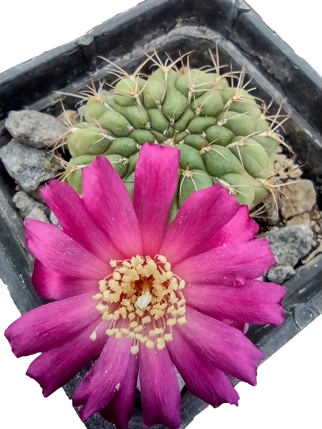 Cactus exótico Sulcorebutia violacea (2 pulgadas)