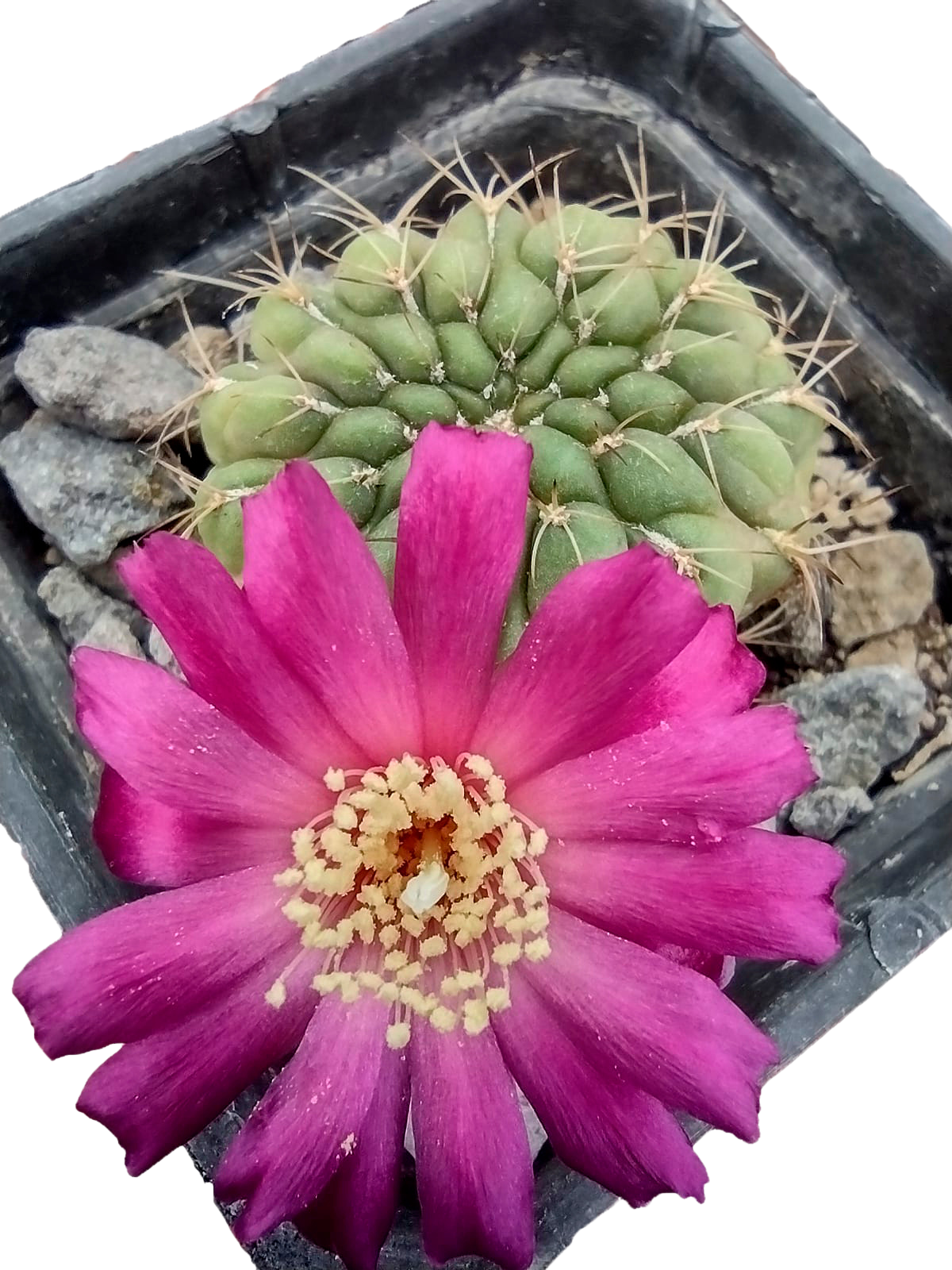 Cactus exótico Sulcorebutia violacea (2 pulgadas)