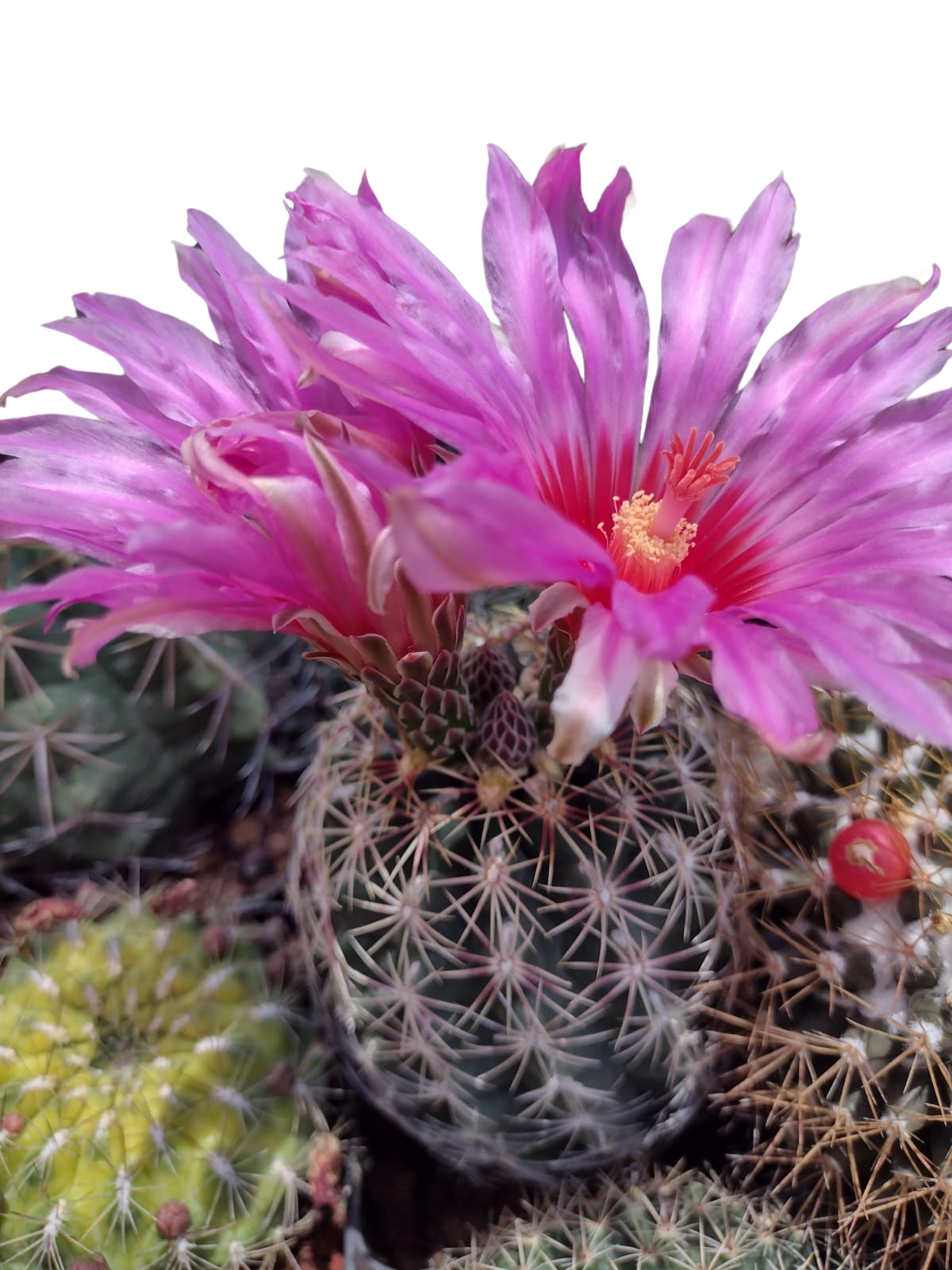 Cactus exótico Thelocactus bicolor (2 pulgadas)