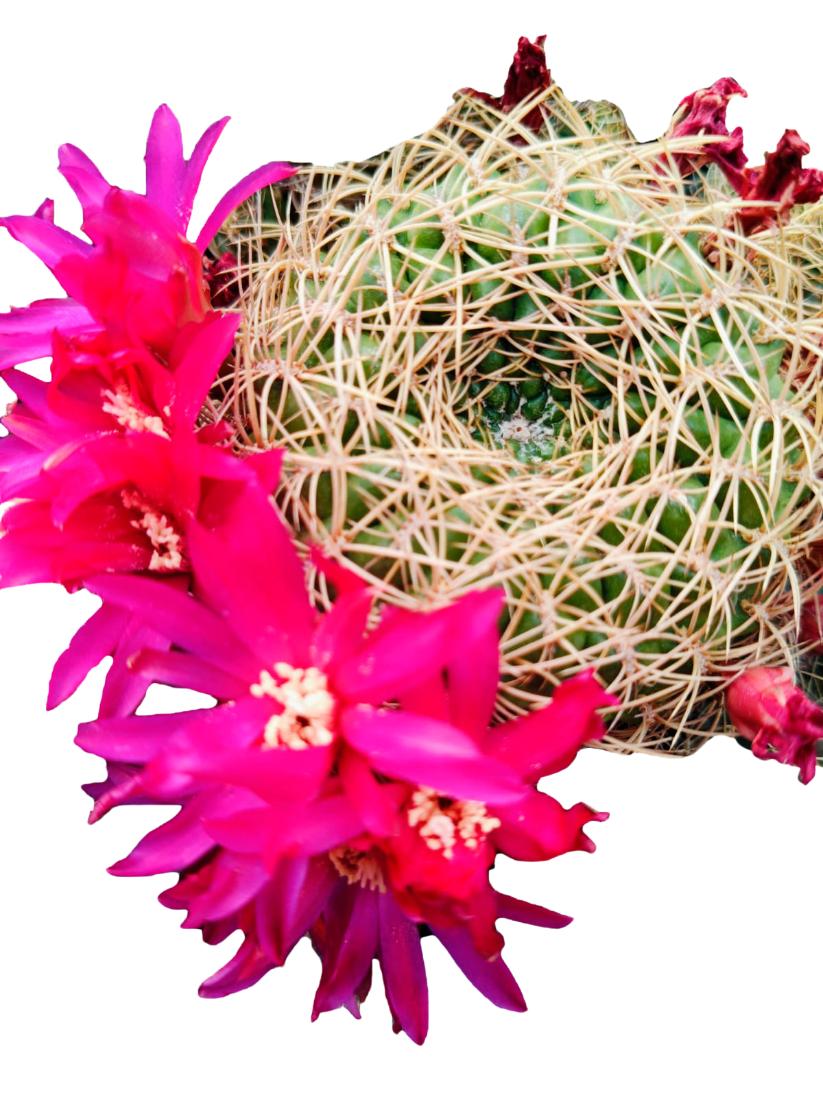 Cactus exótico Sulcorebutia callecalesis flor amarilla (2 pulgadas)