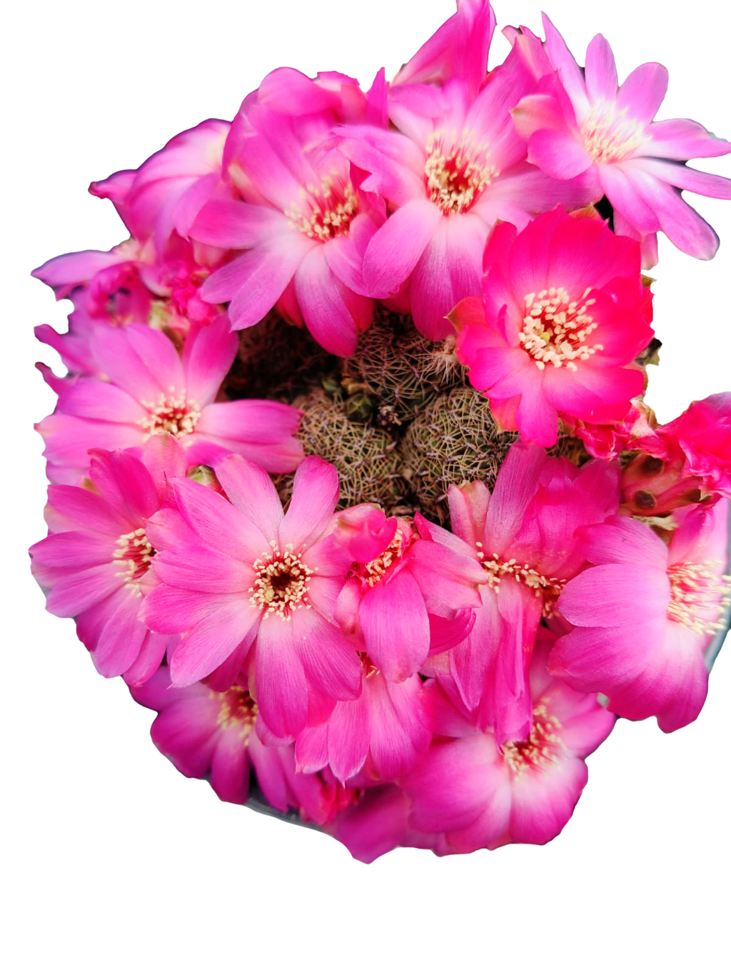 Cactus exótico Sulcorebutia alba (4 pulgadas)