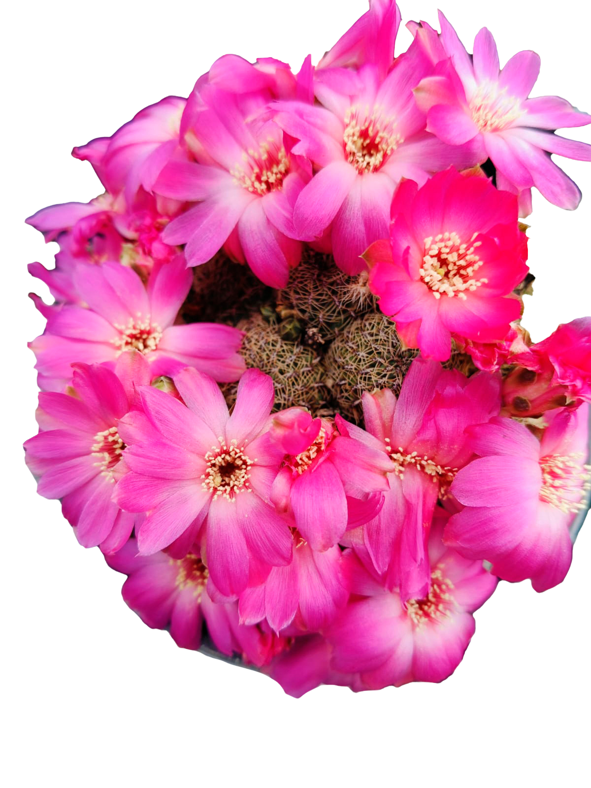 Cactus exótico Sulcorebutia alba (4 pulgadas)