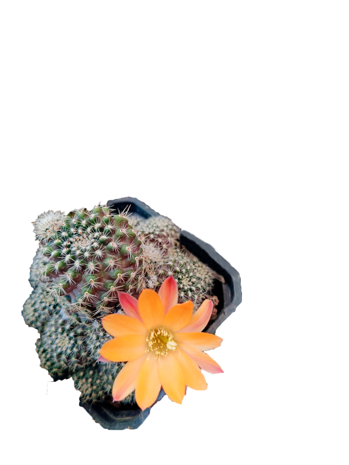 Cactus exótico Rebutia pigmea RL (2 pulgadas)