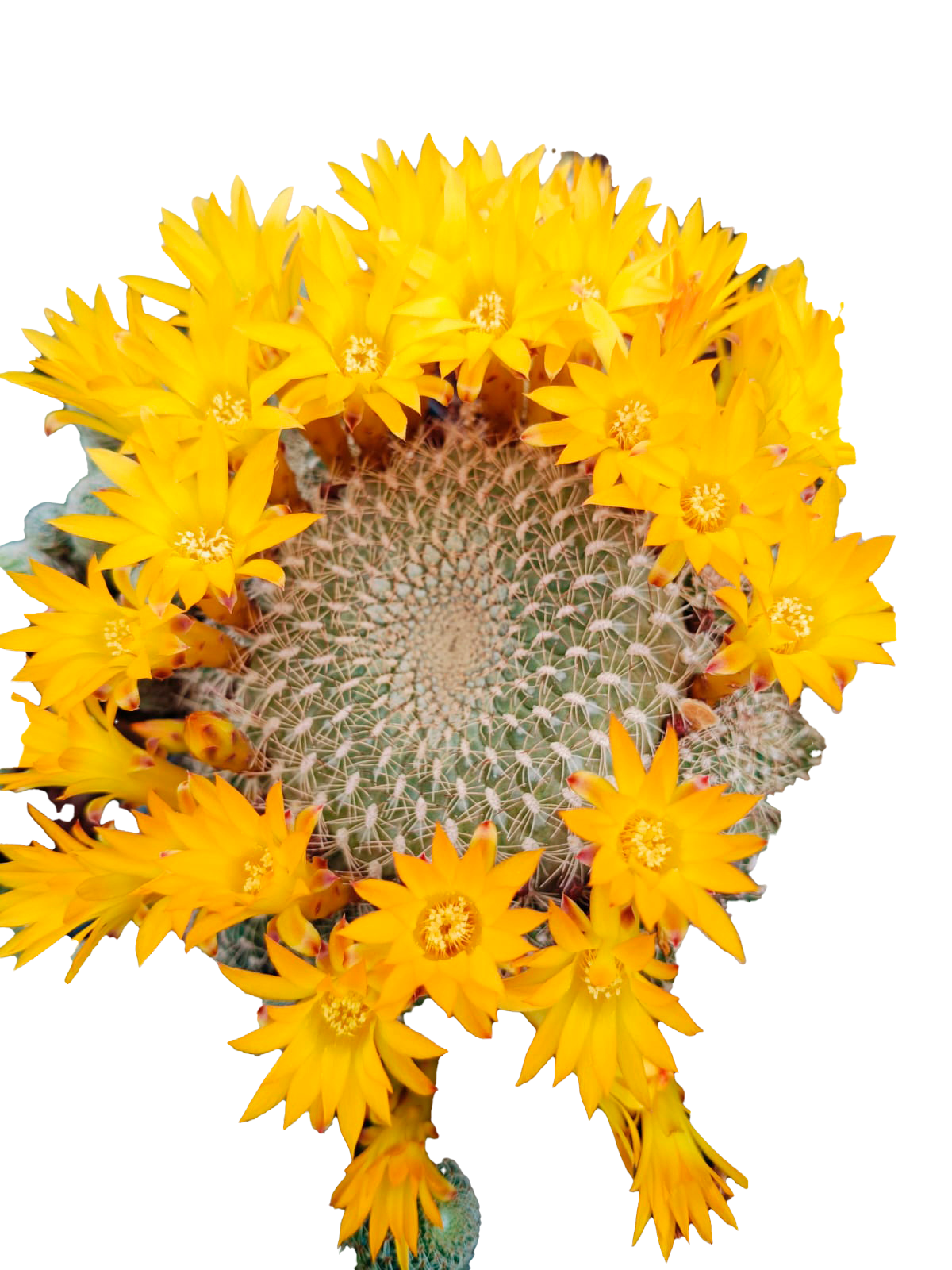 Cactus exótico Sulcorebutia arenacea (4 pulgadas)