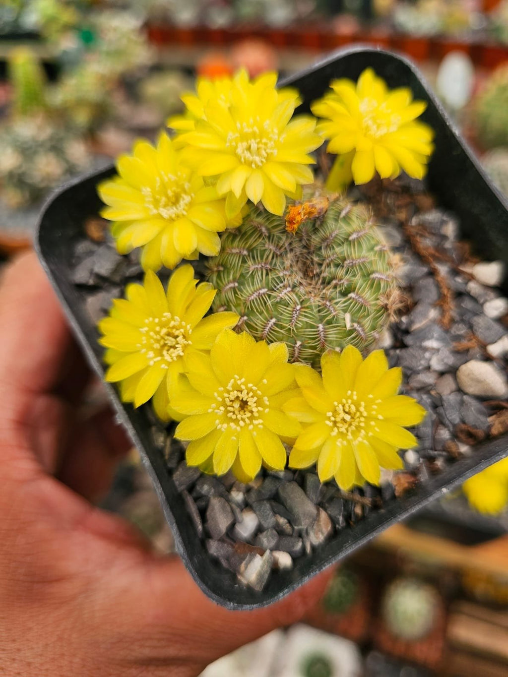 Cactus exótico Sulcorebutia callecalesis flor amarilla (4 pulgadas)