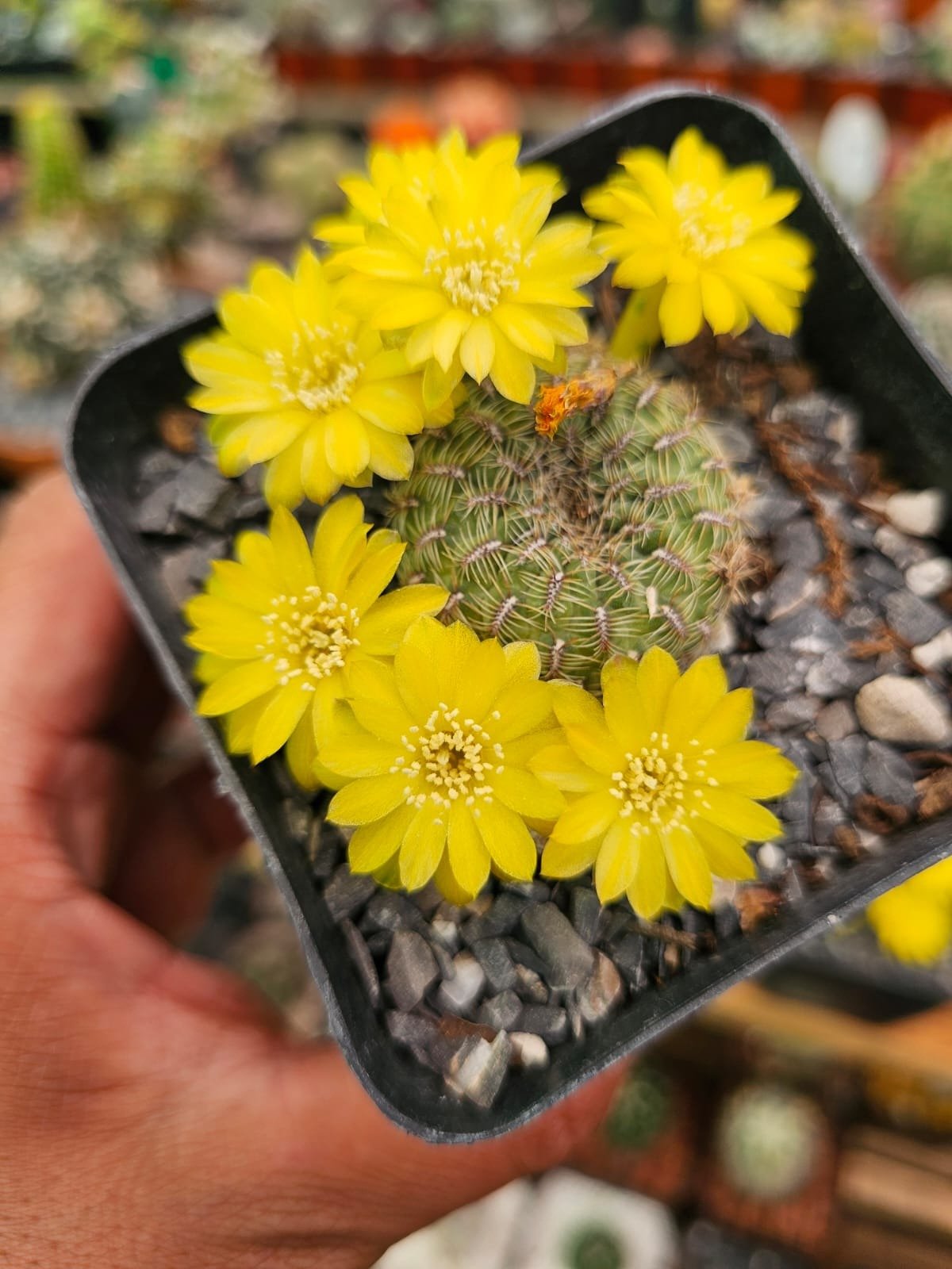 Cactus exótico Sulcorebutia callecalesis flor amarilla (4 pulgadas)