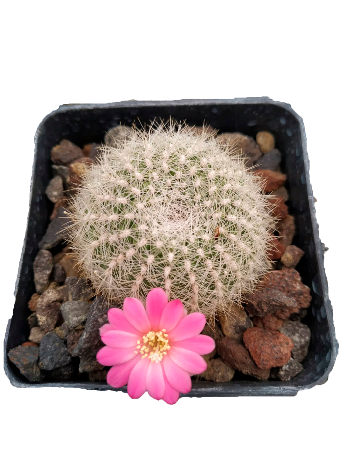Cactus exótico Rebutia narvaesensis Lara Aguilar (2 pulgadas)