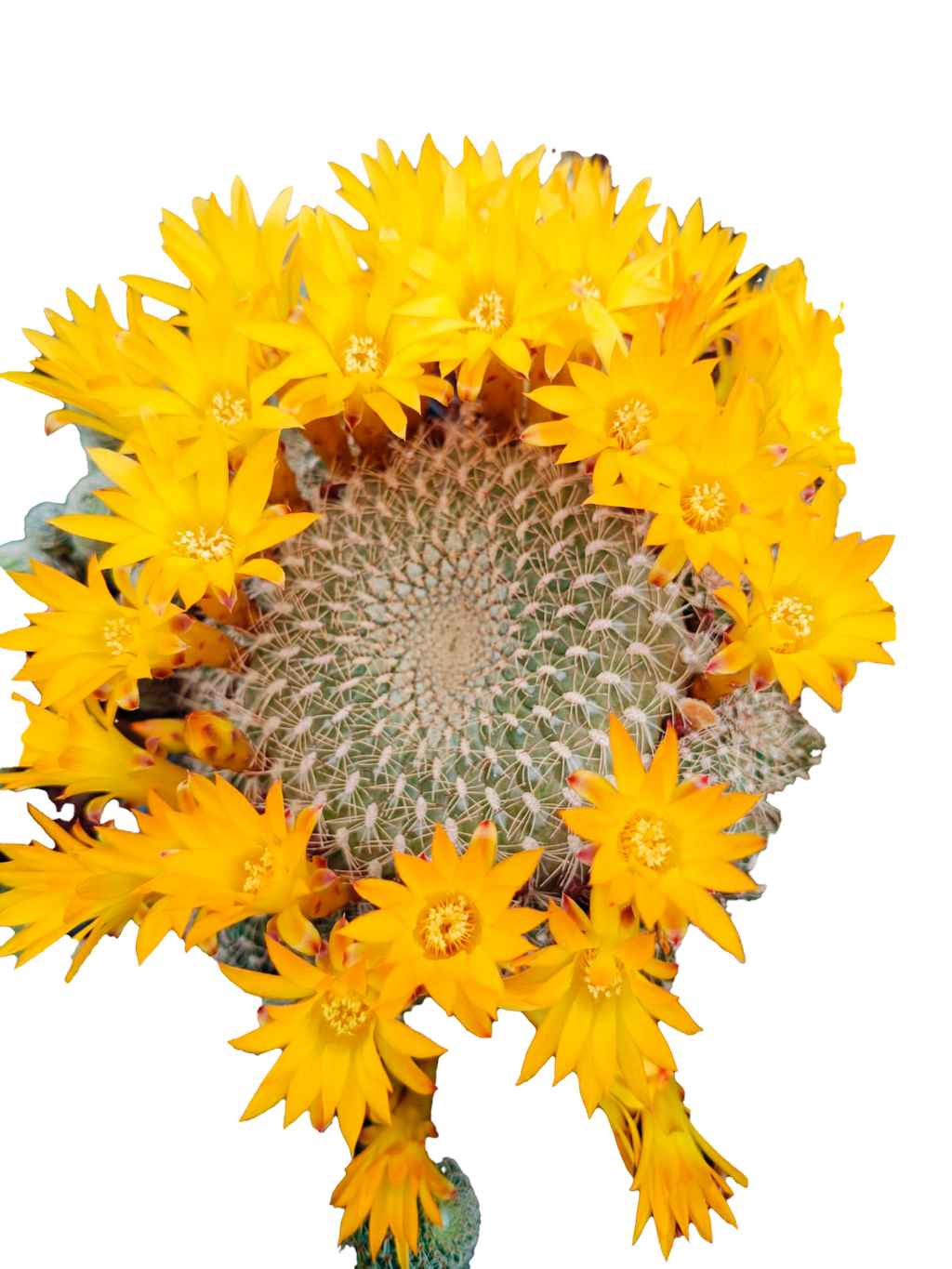 Cactus exótico Sulcorebutia arenacea (5 pulgadas)