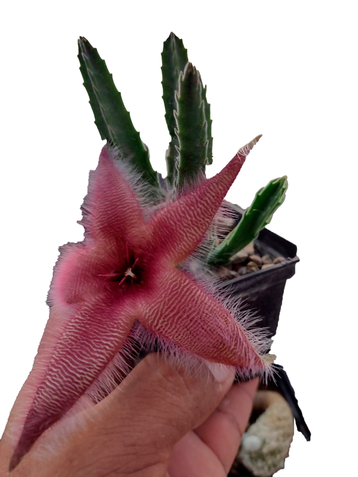 Cactus exótico Stapelia (Estapelia) grandiflora (2 pulgadas)