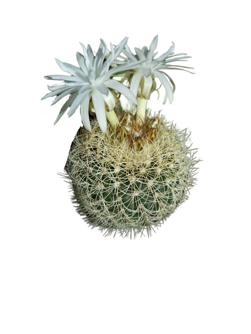 Cactus exótico Discocactus zentery (2 pulgadas)