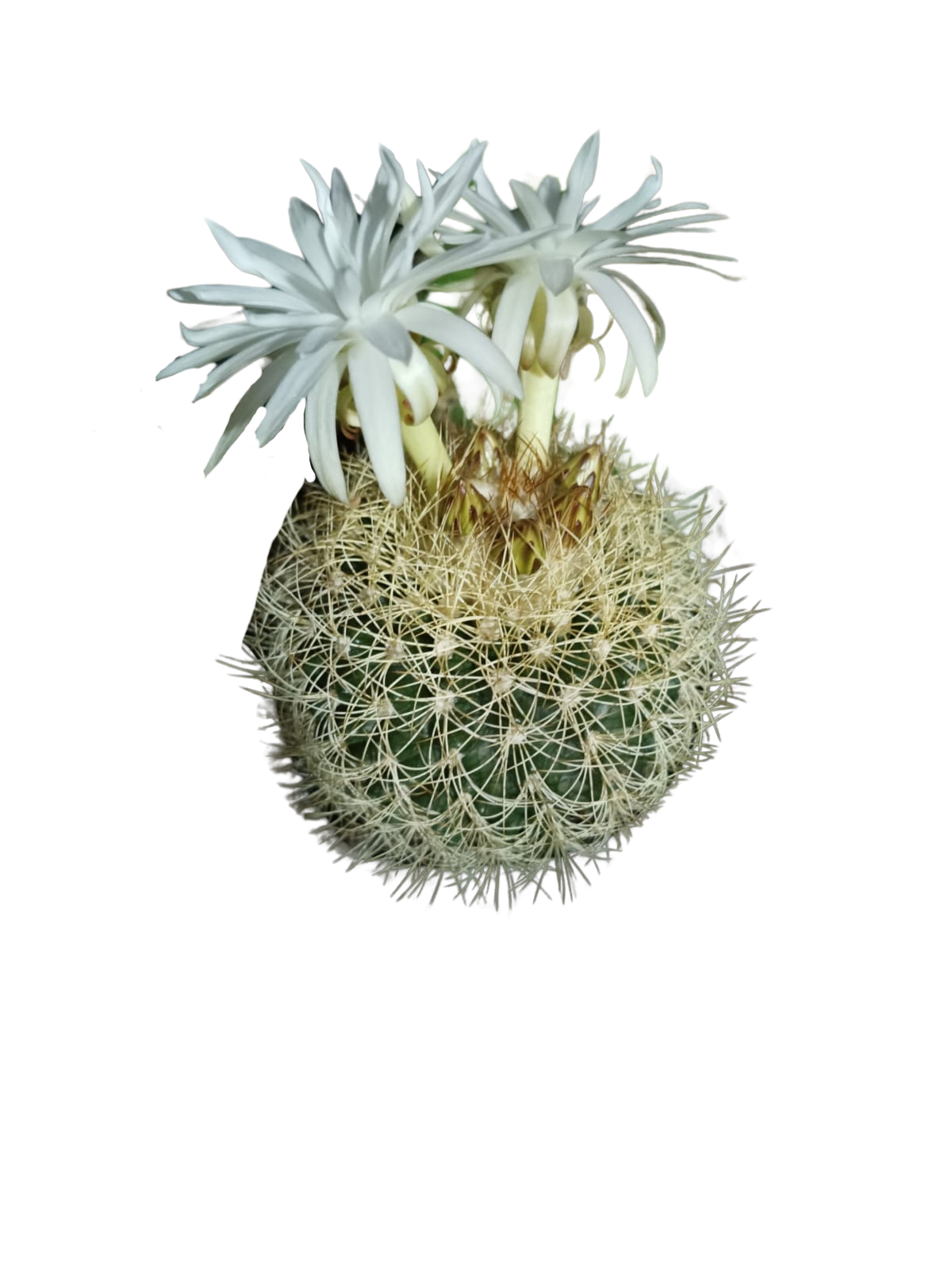 Cactus exótico Discocactus zentery (2 pulgadas)