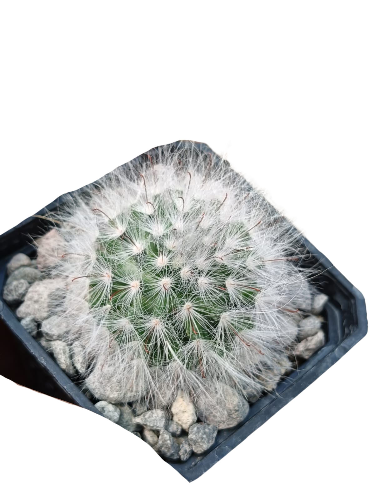 Cactus exótico Mammillaria guelzoiana (2 pulgadas)