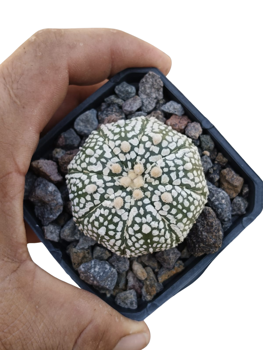 Cactus exótico Astrophytum asterias variedad Kabuto (2 pulgadas)