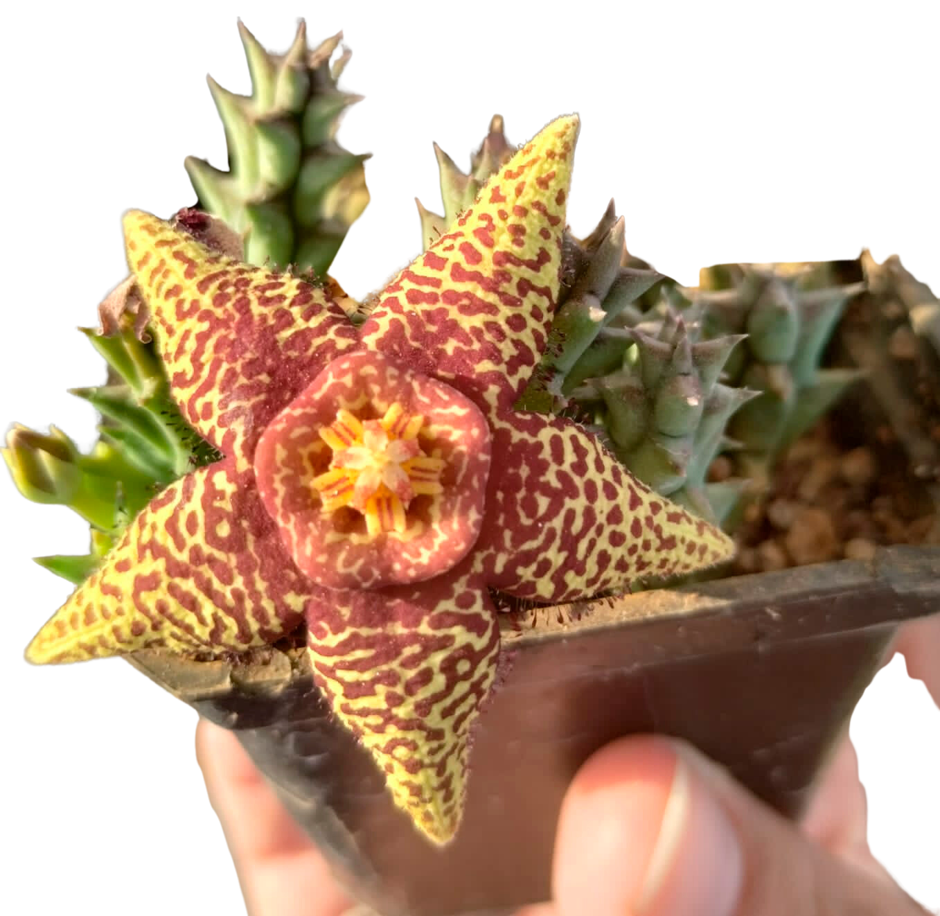 Cactus exótico Orbea speciosa (2 pulgadas)