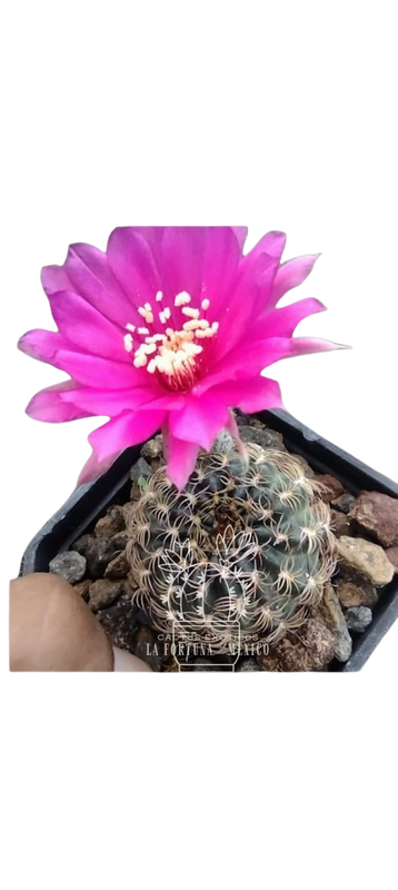 Cactus exótico Lobivia aragnacantha flor rosa (2 pulgadas)