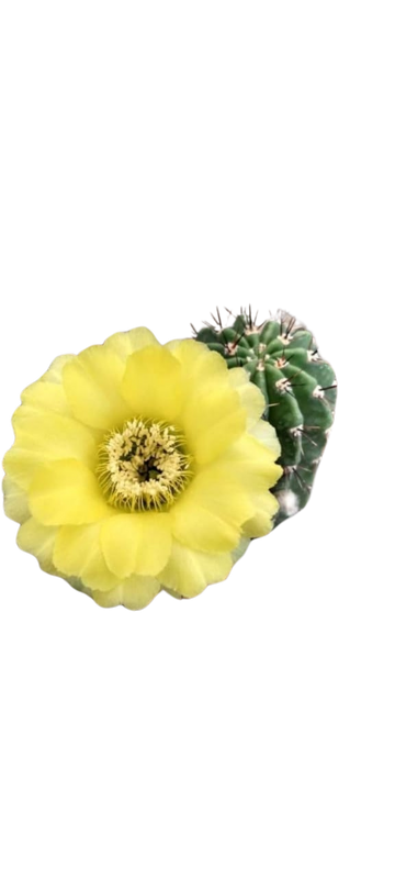 Cactus exótico Lobivia aurea flor amarilla (4 pulgadas)