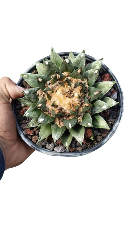 Cactus exótico Ariocarpus agavoides híbrido (4 pulgadas)