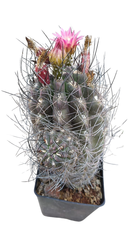 Cactus exótico Eriosise nidus (4 pulgadas)