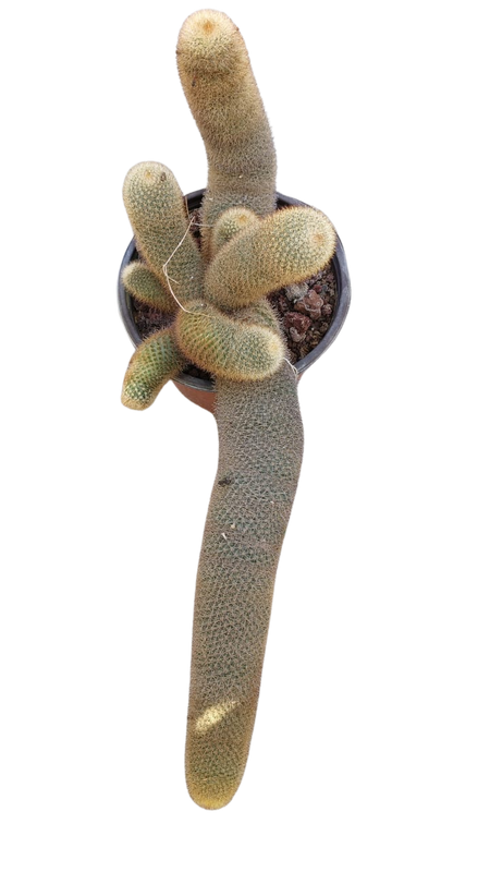 Cactus exótico Mammillaria pilcayensi (2 pulgadas)