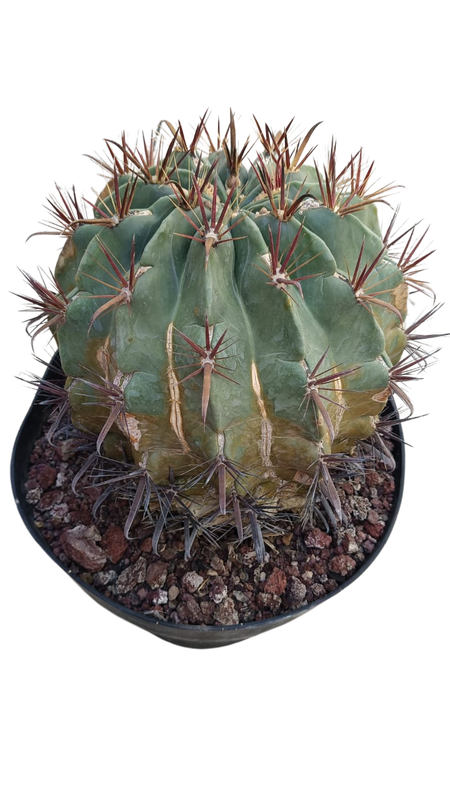 Cactus exótico Ferocactus peninsulae (4 pulgadas)