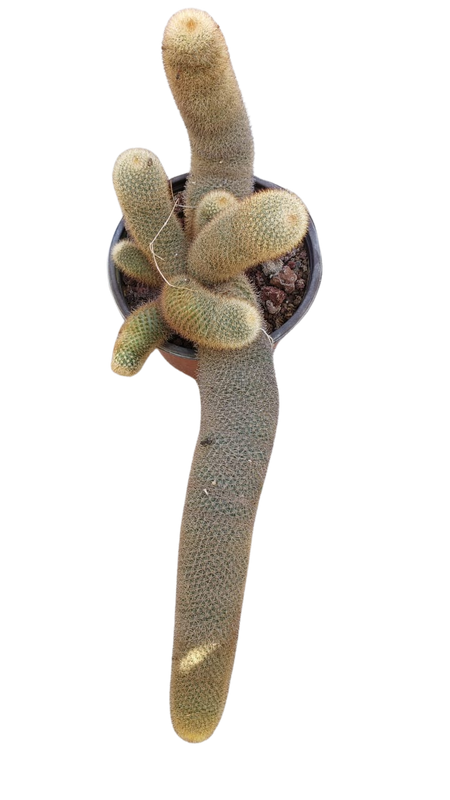 Cactus exótico Mammillaria pilcayensi (4 pulgadas)