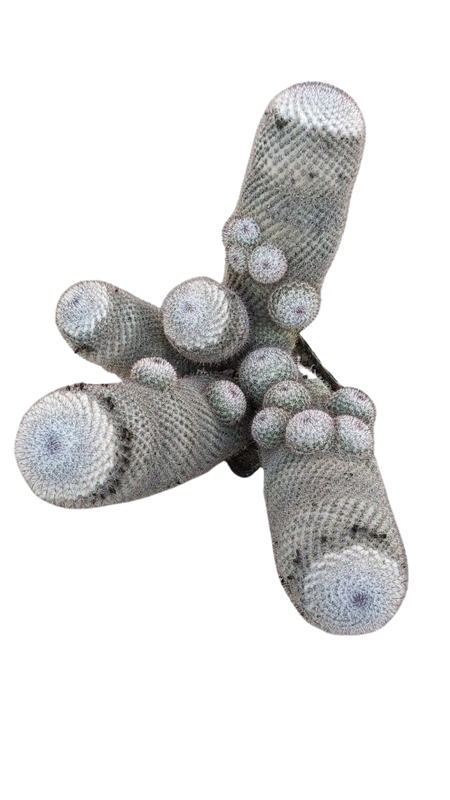 Cactus exótico Mammillaria repenjaguenii (2 pulgadas)