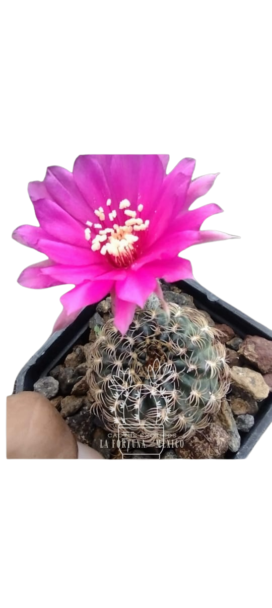 Cactus exótico Lobivia aragnacantha flor rosa (4 pulgadas)