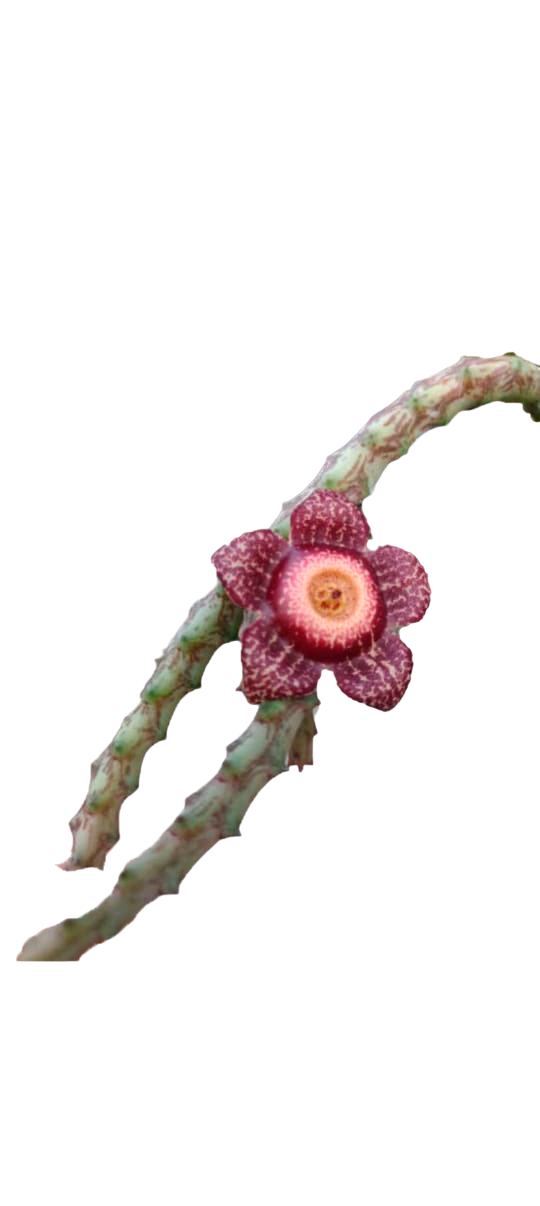 Cactus exótico Orbea hardyi (2 pulgadas)