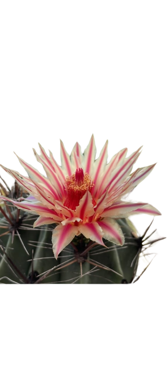 Cactus exótico Ferocactus towsendianus (6 pulgadas)