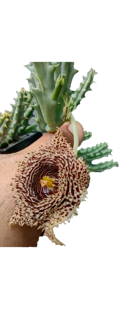 Cactus exótico Huernia hystrix (2 pulgadas)