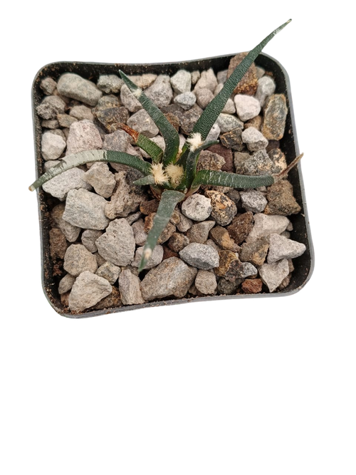 Cactus exótico Ariocarpus agavoides (4 pulgadas)