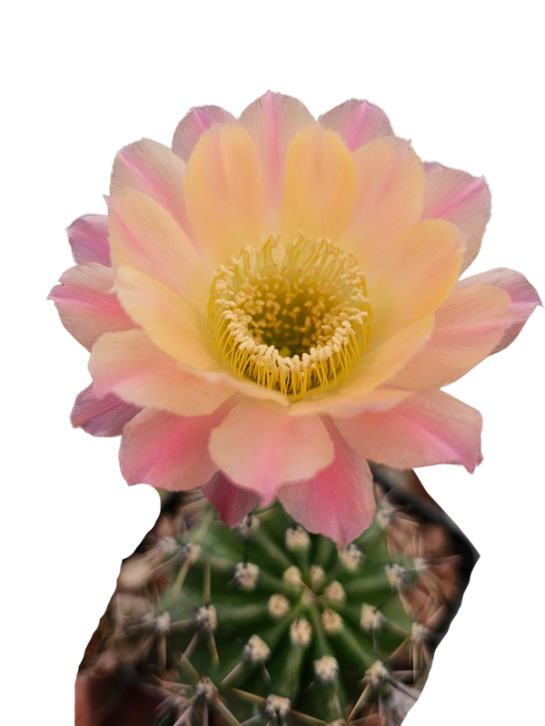 Cactus exótico Lobivia aurea flor salmón (4 pulgadas)
