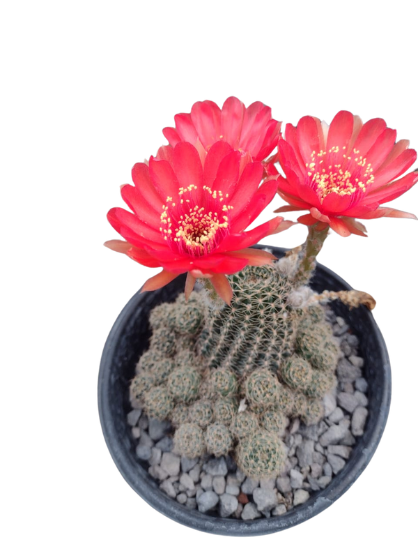 Cactus exótico Lobivia aragnacantha flor roja (4 pulgadas)